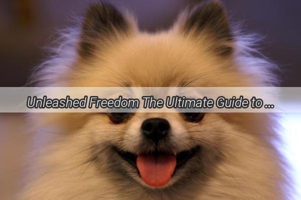 Unleashed Freedom The Ultimate Guide to Dog Walking Without a Leash